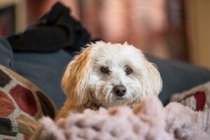 Decoding the Office: Your Practical Guide to the Attorney General Pennsylvania